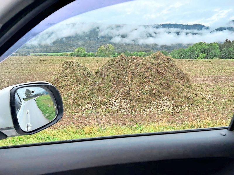 Die Unkrautbekämpfung wird im Rübenanbau immer herausfordernder. Ein extremes Beispiel hier auf dem Bild.