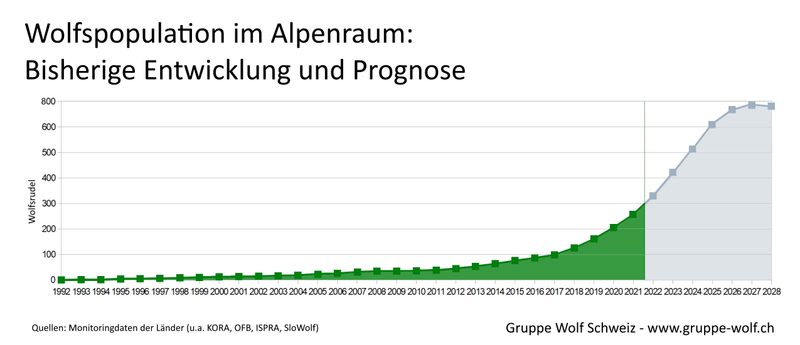 Alpenbogen bald vollständig von Wölfen besiedelt – «Wolfsfreie Gebiete wird es nicht mehr geben können»
