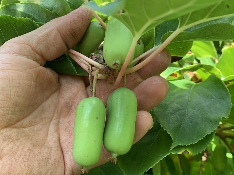 Die Aufs und Abs der Mini-Kiwi-Produktion in der Schweiz