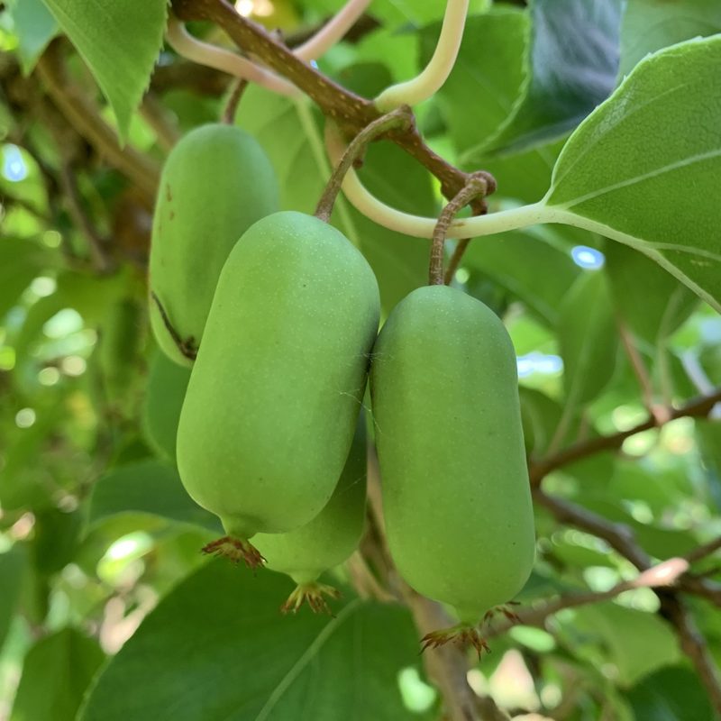 Die Aufs und Abs der Mini-Kiwi-Produktion in der Schweiz