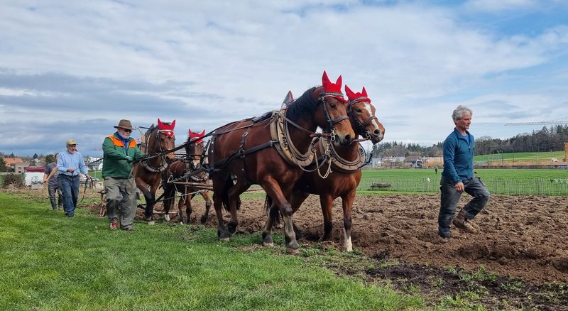 Auf alten Pfaden: Pflügen mit dem Pferd