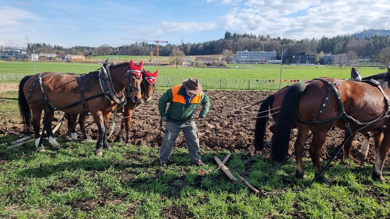 Auf alten Pfaden: Pflügen mit dem Pferd