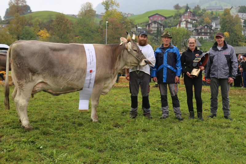Omalia und Daylin sind die schönsten Nidwaldner Braunviehkühe
