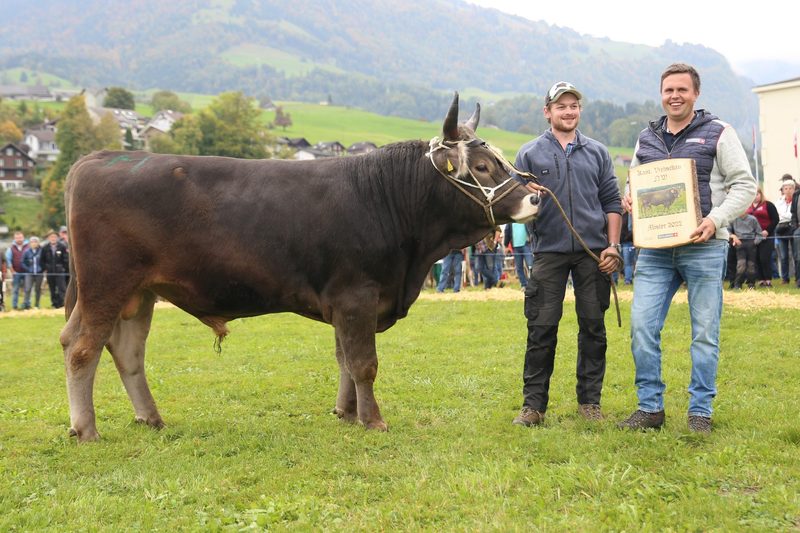 Omalia und Daylin sind die schönsten Nidwaldner Braunviehkühe