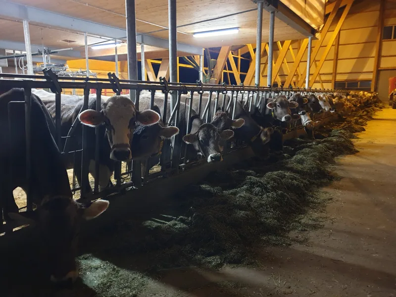 Freude an Brown Swiss, Gurt und Blüem