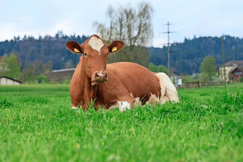 Auch die Flächenproduktivität hat zugenommen: Während 2000/2001 durchschnittlich 4278 kg Milch/ha produziert wurden, waren es 2025 bereits 6765 kg.