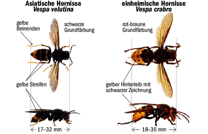 Es gibt Unterschiede, wie man die einheimische Hornisse (rechts) – ein Nützling – von der asiatischen (links) unterscheiden kann.