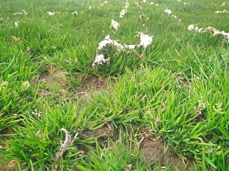 Vertrocknete Güllereste gelangen bei der Ernte ins Futter.