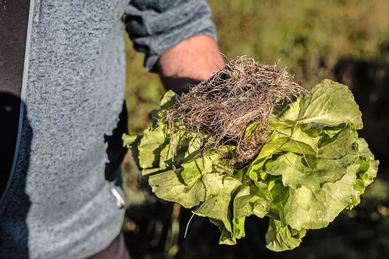 … bei den erntereifen Kopfsalaten sind die Wurzeln üppig und fein verzweigt.