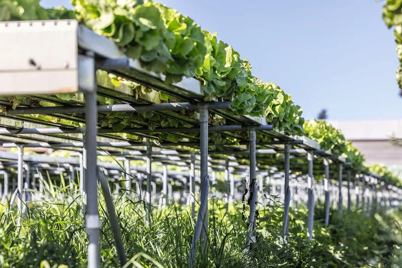 In der Hydro-Anlage von Wyssa Gemüse in Galmiz wächst Kopfsalat in Rinnen. Das mit Nährstoffen angereicherte Wasser umspült die Wurzeln und fliesst im Kreislauf.