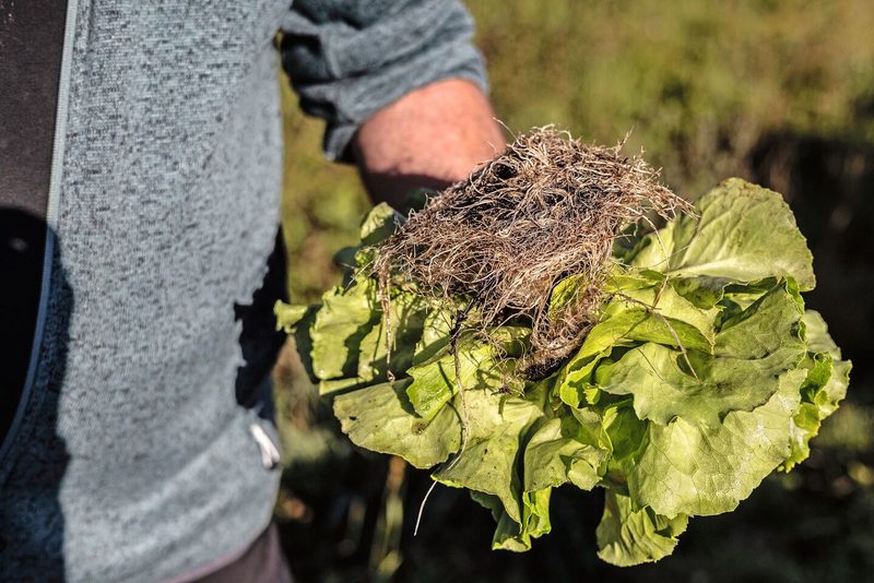 … bei den erntereifen Kopfsalaten sind die Wurzeln üppig und fein verzweigt.