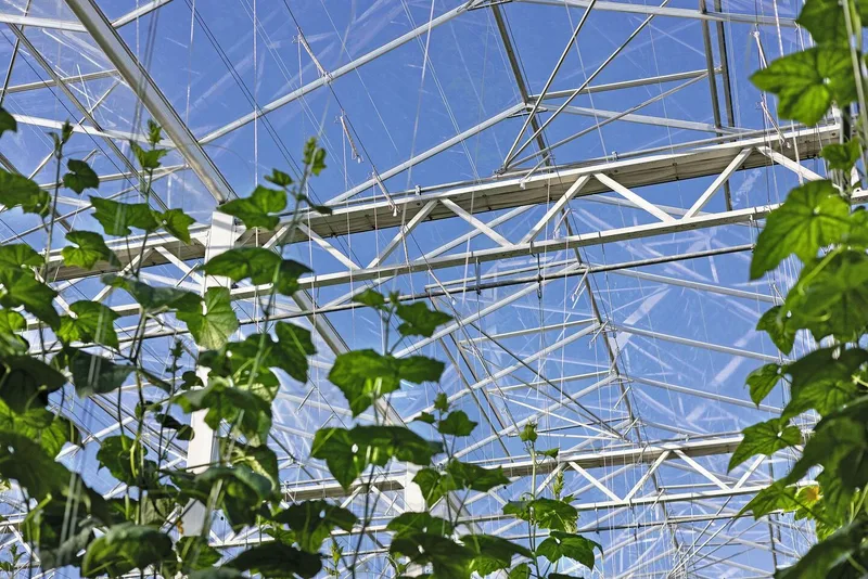 Die Klimaführung ist entscheidend dafür, dass es im Gewächshaus kaum Pflanzenschutzmittel braucht.