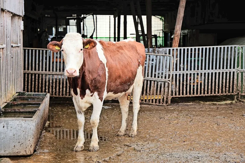 Neun stehen auf dem Langenegg auch SF-Tiere. Matthias Kern möchte weidetaugliche Kühe, die ohne Kraftfutter, 6000kg Milch im Jahr geben.