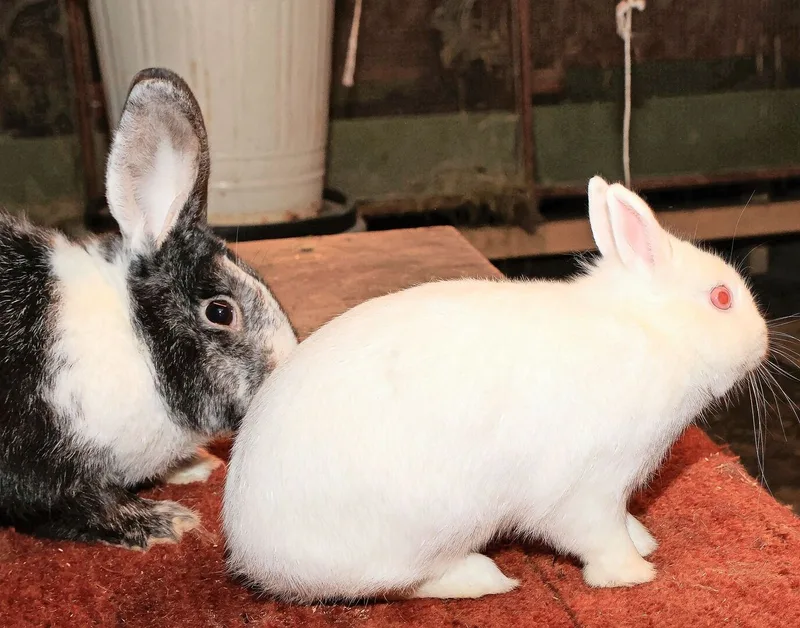 Das Hermelinkaninchen mit seinen, rosaroten «Glubsch-Augen».