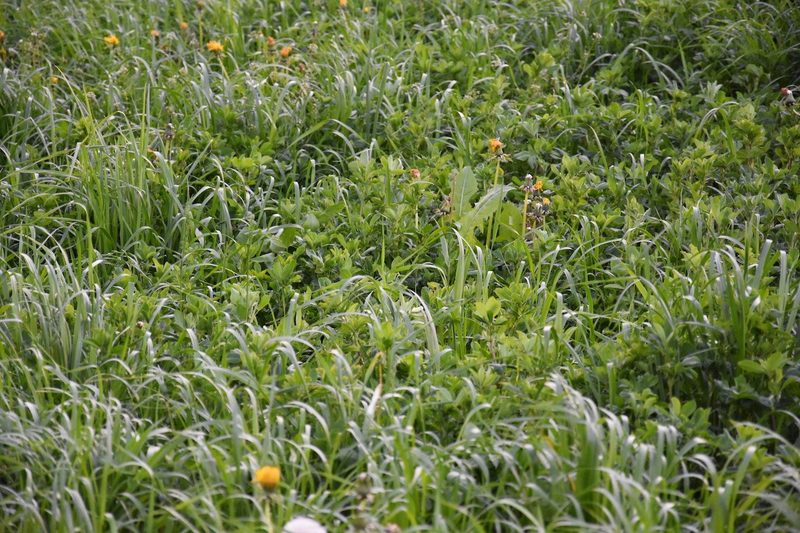 Wegen sauberer Luft wird die Schwefel-Düngung im Futterbau wichtiger