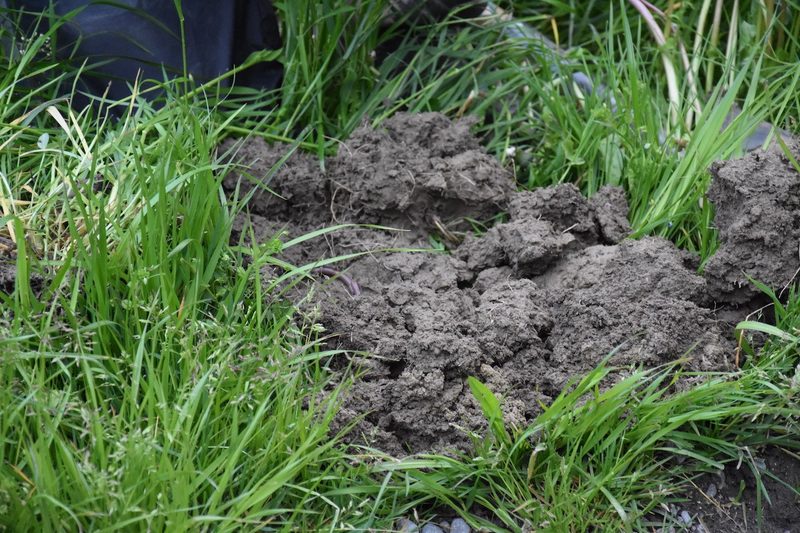 Wegen sauberer Luft wird die Schwefel-Düngung im Futterbau wichtiger