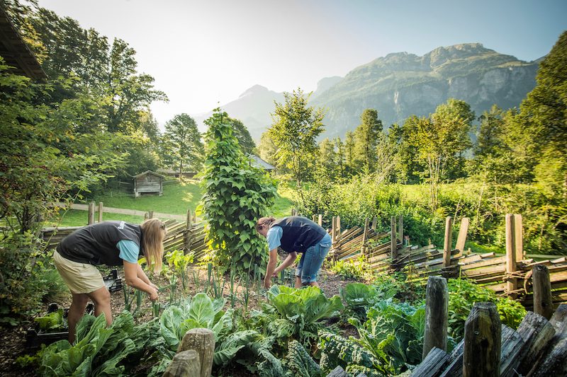 Ein Konzept mit Geschichte und Zukunft: Was einen Bauerngarten ausmacht
