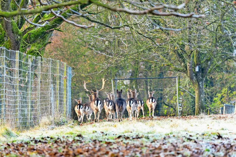Die Herde setzt sich aus drei Generationen zusammen. Tiere, welche Anfang Juni geboren werden, werden im nächsten Jahr im Herbst geschossen.
