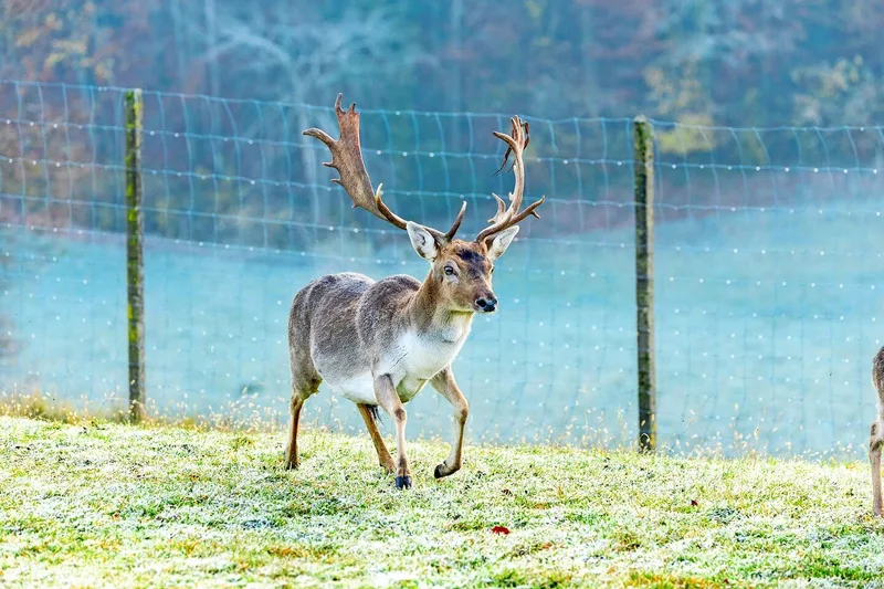 Der männliche Hirsch, der Stier, kann bis etwa zehn Jahre genutzt werden.