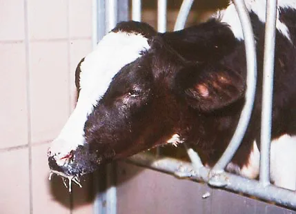 «Schläfrige» Augen, ein hängender Kopf und hängende Ohren sind typische Symptome einer Kälbergrippe.(Bild KGD)