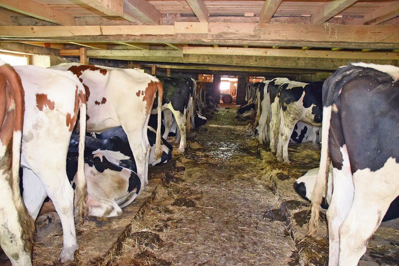 Die Rinder verbringen den Tag im Stall, nachts wird geweidet. Das habe man immer so gemacht.