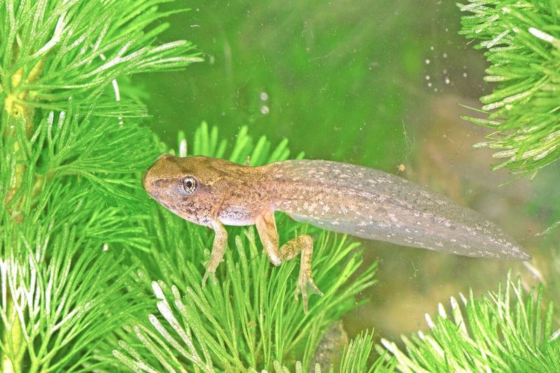 Die Verwandlung zum Frosch dauert je nach Bedingungen 7 bis 9 oder bis zu 12 Wochen.