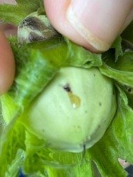 Erste Symptome der Braunfleckenkrankheit sehen aus wie Insektenstiche.