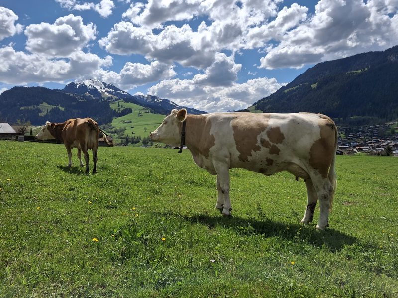 Kuh Dana beweist ihren Willen und ihre Überlebenskraft
