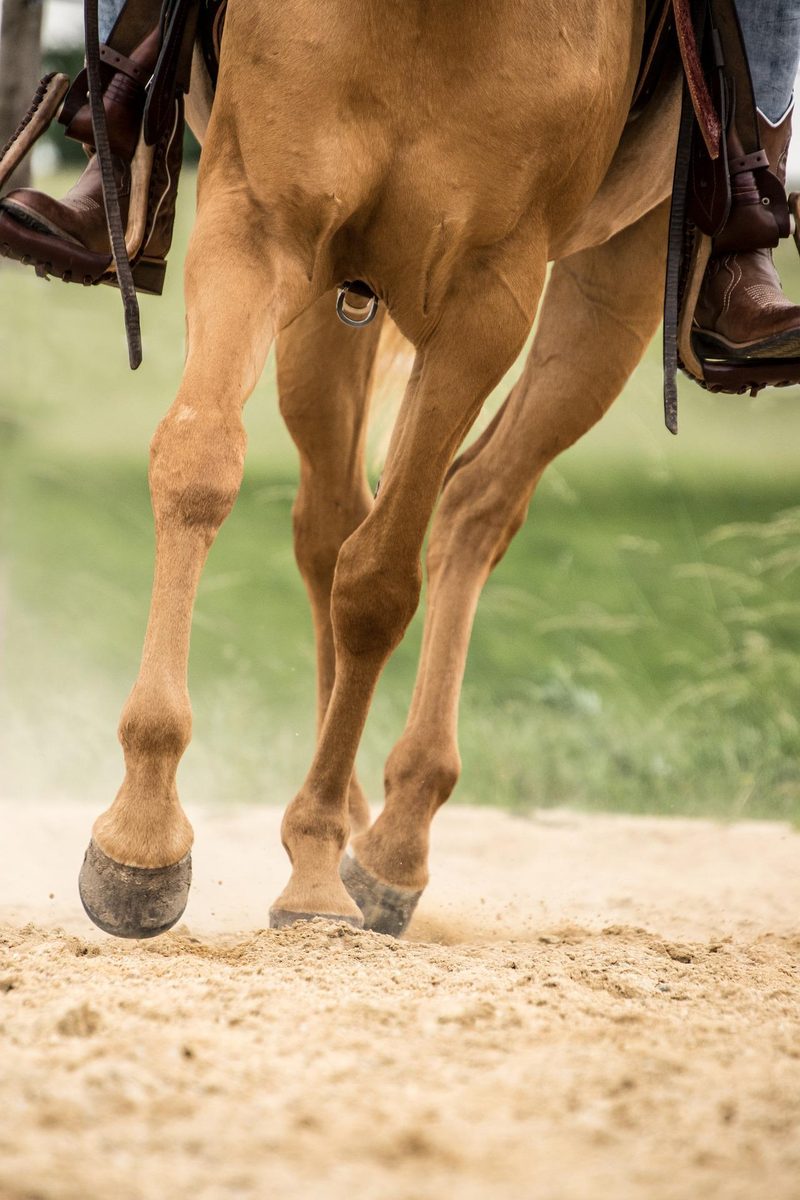 Damit das Reitergewicht das Pferd nicht überlastet, sollte man genau hinschauen