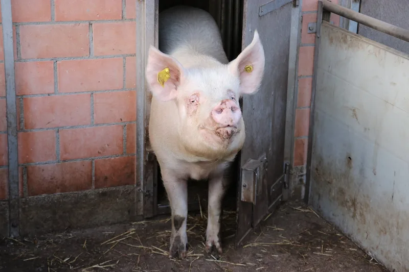 «Es braucht nationale Koordination» – Der Kanton Aargau wappnet sich für die Afrikanische Schweinepest