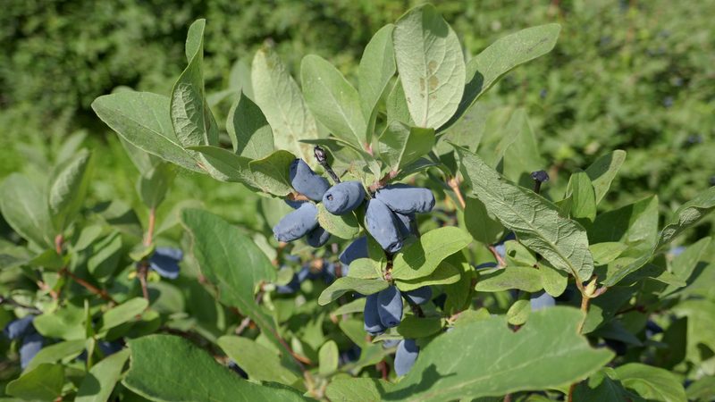 Bei Nischenkulturen nicht blauäugig sein