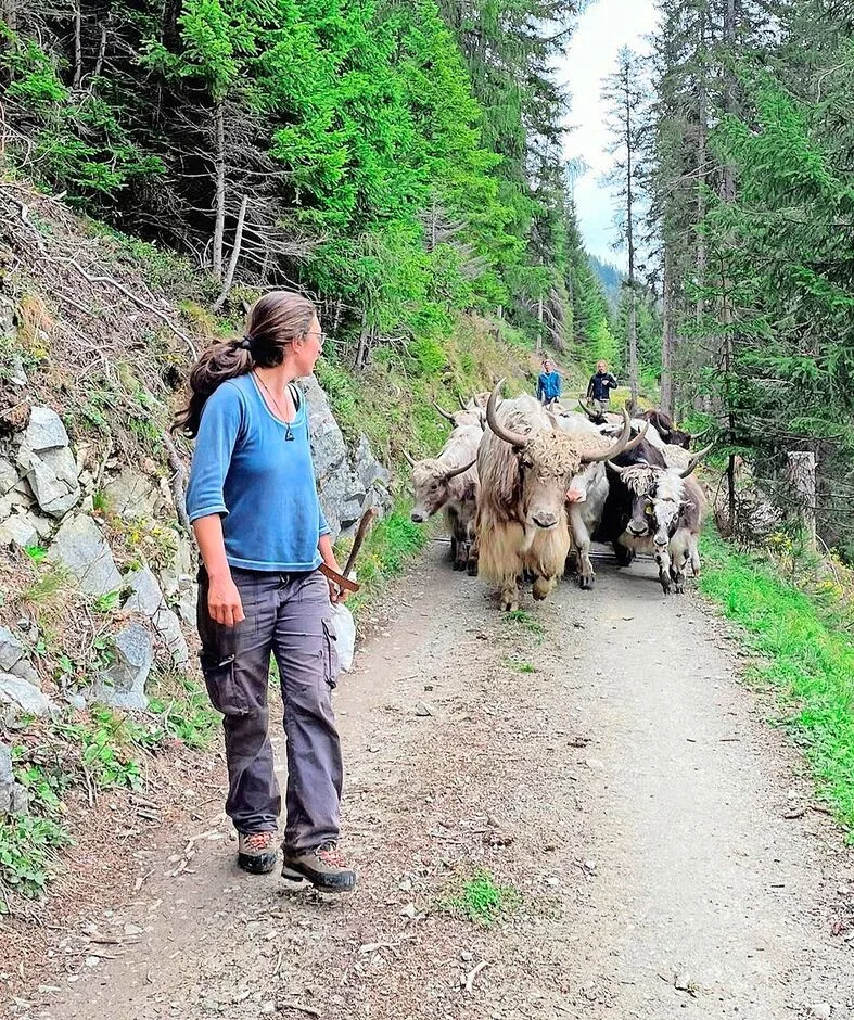 Auch die 17-köpfige Yakherde nimmt den Weg vom Tal auf die Alp unter die Klauen.