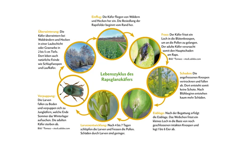 Der Rapsglanzkäfer verursacht den Hauptschaden vor Blühbeginn an den Knospen. Nach der Blüte entstehen kaum mehr Schäden. Im Gegenteil, dann wirkt der Schädling sogar als Nützling bei der Bestäubung. Quelle: pflanzenkrankheiten.ch