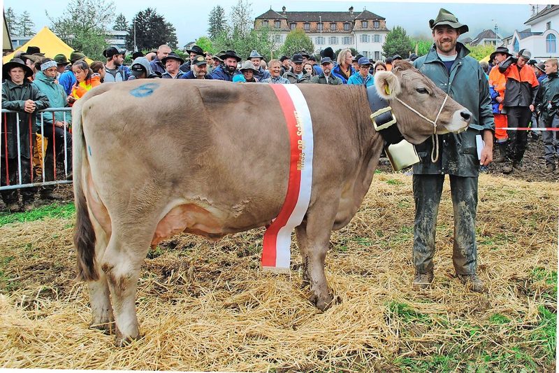 Die neue Miss Schwyz OB heisst Wolga und kommt aus der Zucht der BZG Strüby-Pfyl, Schwyz.