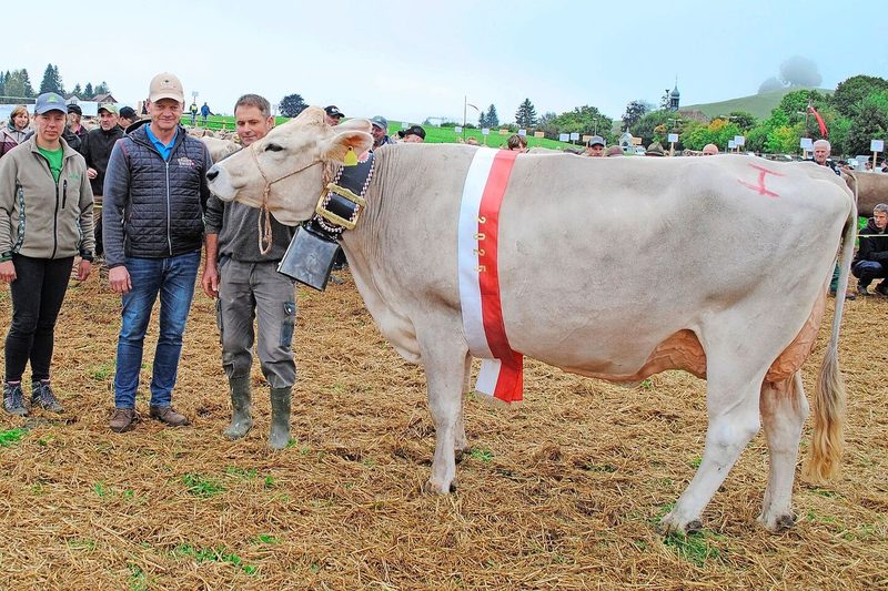 Die neue Miss Einsiedeln heisst Phil Paris und kommt aus dem Stall von Roland Kälin aus Euthal.
