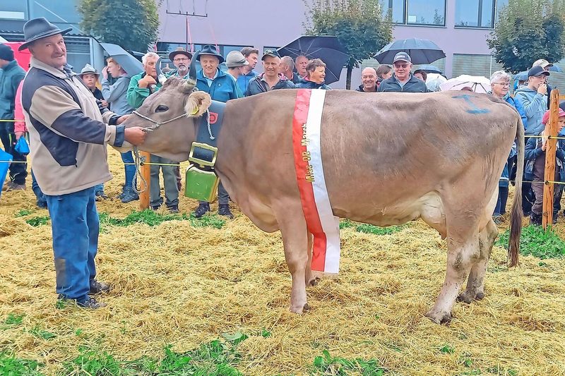 Miss OB der Bezirksviehschau March wurde Delwin Atrix von Urs Reichmuth aus Altendorf.