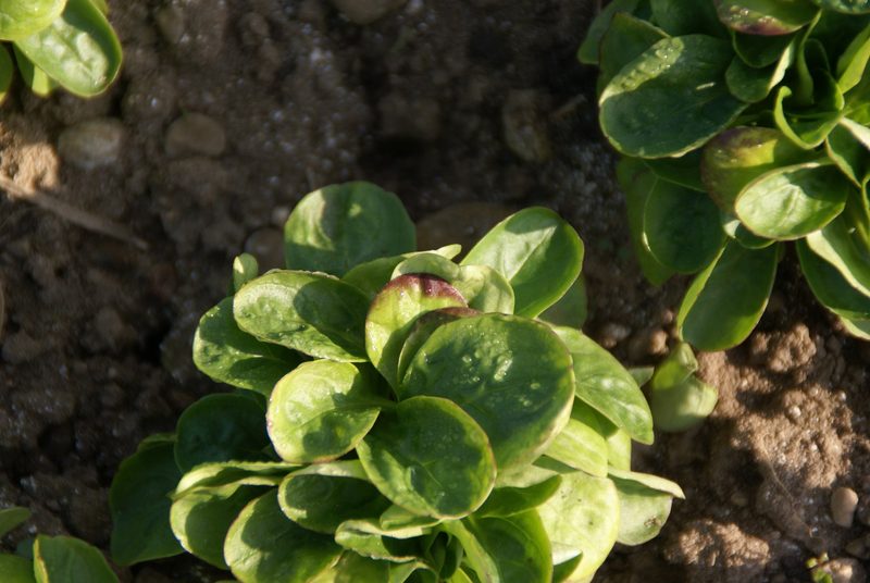 Bei kühlen Bodentemperaturen benötigen Frühkulturen Starthilfe