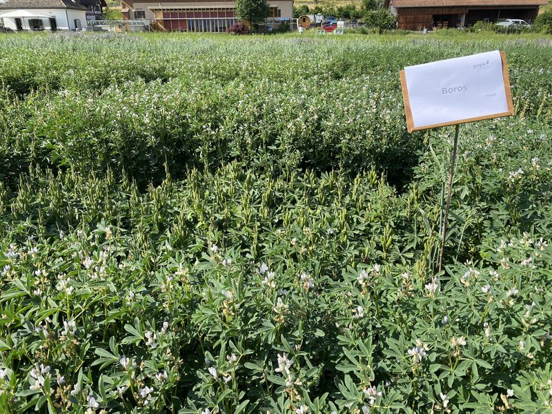 Auf dem Weg zu ertragreichen und robusten Lupinensorten geht es langsam voran