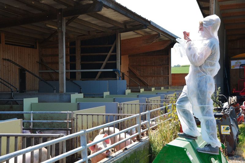 Auslauf für die Mastschweine und Stroh im Liegebereich innen: Die Deutsche Agrarjournalistin Wiebke Herrmann auf Reportage in der Schweiz.