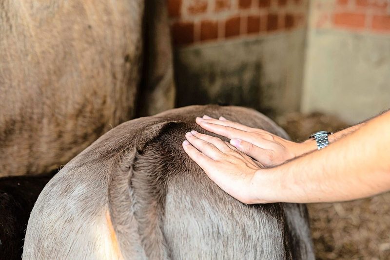 «Morgenthaler und Morgenthaler» ist eine Geschichte, wie sie die Landwirtschaft vielfach schreiben könnte. Denn Tiere berühren nicht nur die Herzen der Bauernfamilien, sondern jene vieler Menschen.