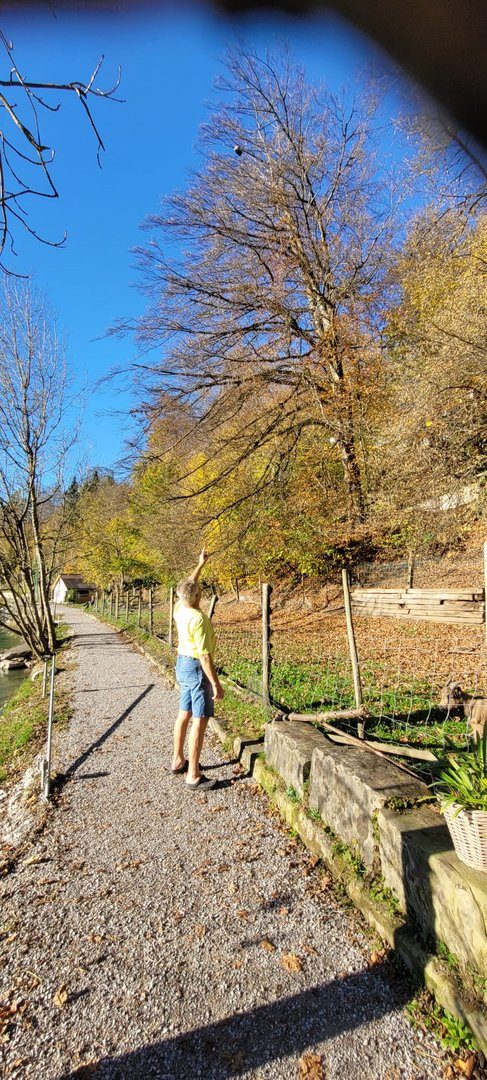 Vom «Schwumm» zum «Gsumm»: Hansjörg Hinni entdeckte beim Baden ein Nest der Asiatischen Hornisse
