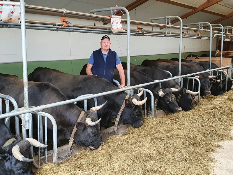 Im Wallis weiden immer weniger schwarze Kühe