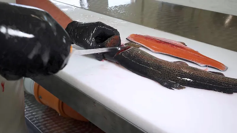 : Ein Grossteil der Fischveredelung erfolgt in Handarbeit.