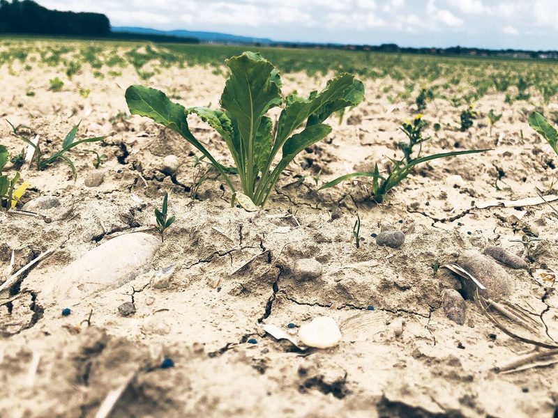 Biostimulanzien bedeuten ohne Dünger mehr Pfupf für Pflanzen