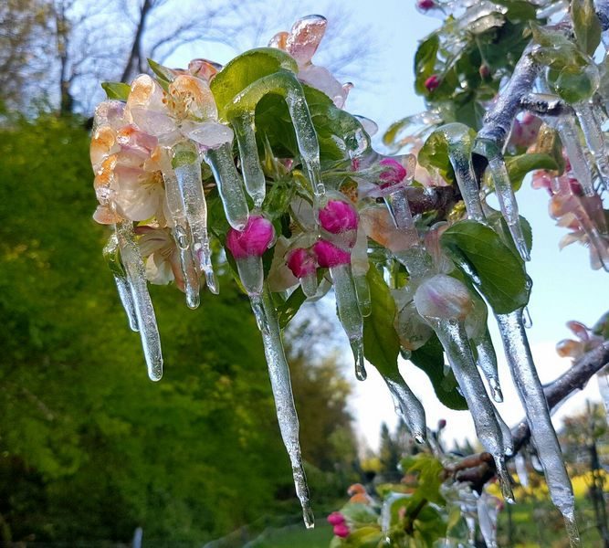 Wenn der Frühling (zu) früh kommt