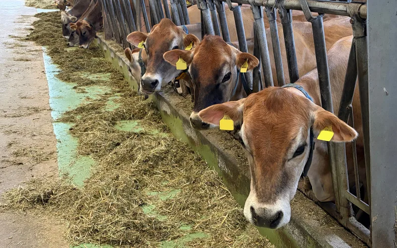 Weniger Tierarzt dank Kräutern? Zürcher Betrieb macht es vor