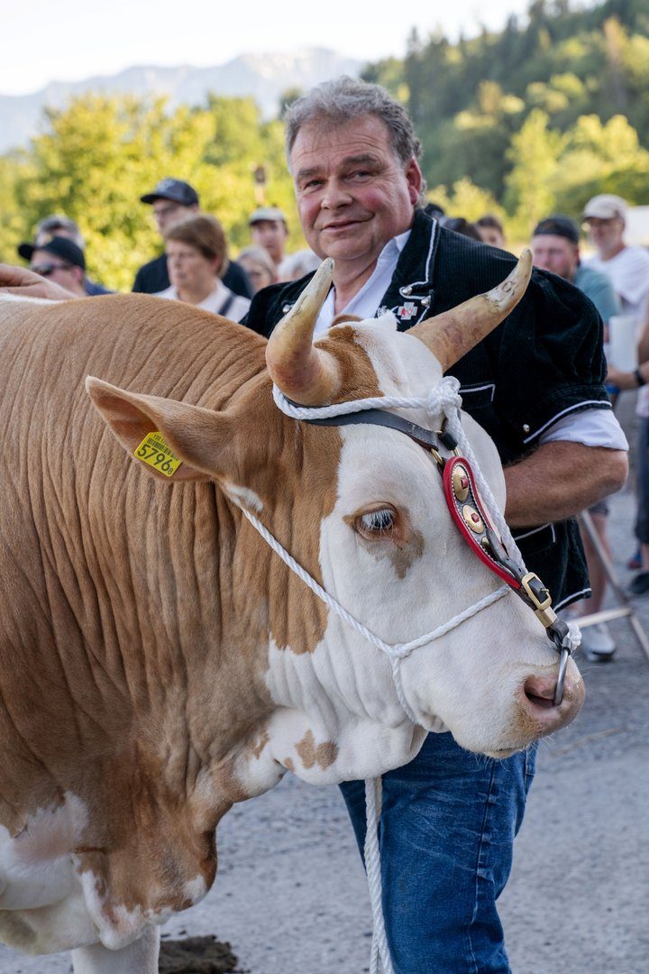 Der Siegermuni des Mittelländischen Schwingfests heisst Jumaro