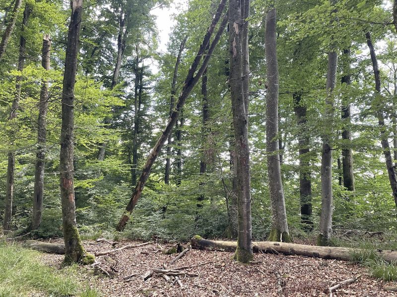 Hohe Nachfrage lässt die Holzpreise deutlich ansteigen