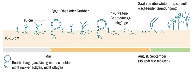 Erdmandelgras: Kleine Knöllchen, grosse Verwechslungsgefahr und ein riesiges Problem