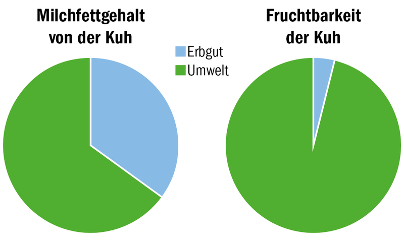Der Weg zur idealen Kuh: Zuchtziele setzen und mit gezielter Anpaarung erreichen